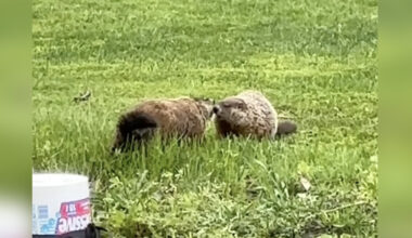 Woman Gushes As She Films Love Story Unfold Between Local Groundhogs