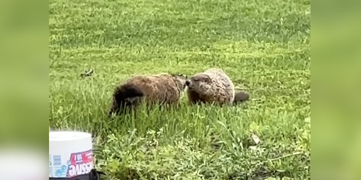Woman Gushes As She Films Love Story Unfold Between Local Groundhogs