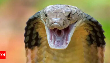 7 King cobra encounters that will leave you breathless from silent slithers to fearless sightings |