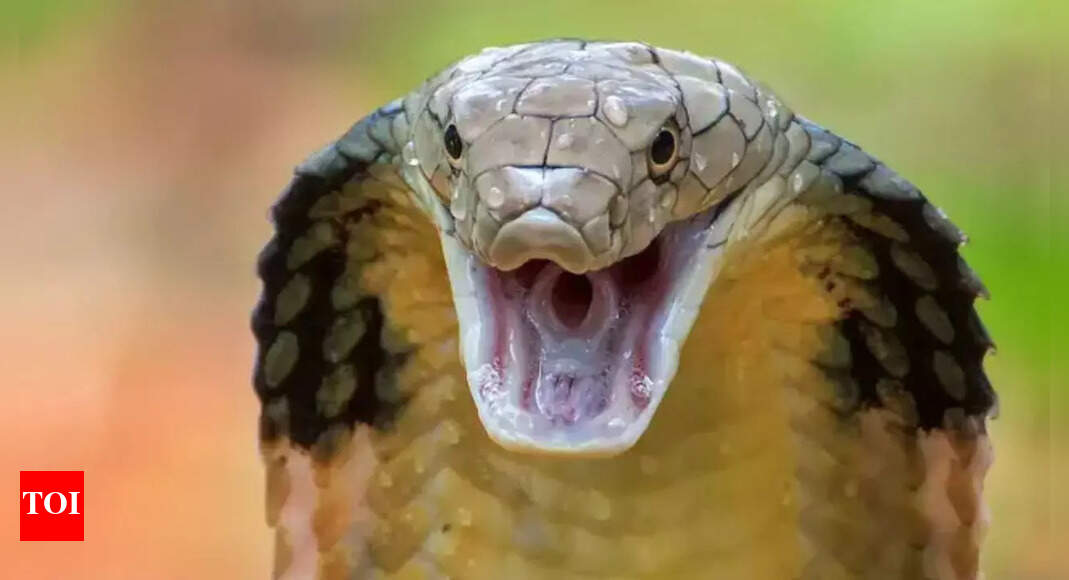 7 King cobra encounters that will leave you breathless from silent slithers to fearless sightings |