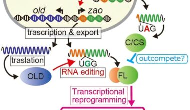 Fungi fight viruses with RNA editing that rewires their genetic response