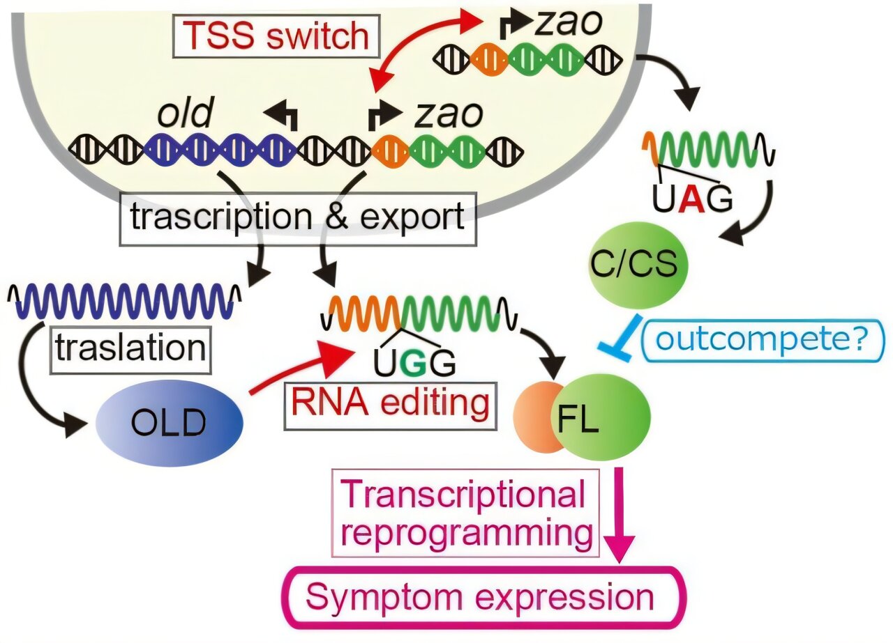 Fungi fight viruses with RNA editing that rewires their genetic response