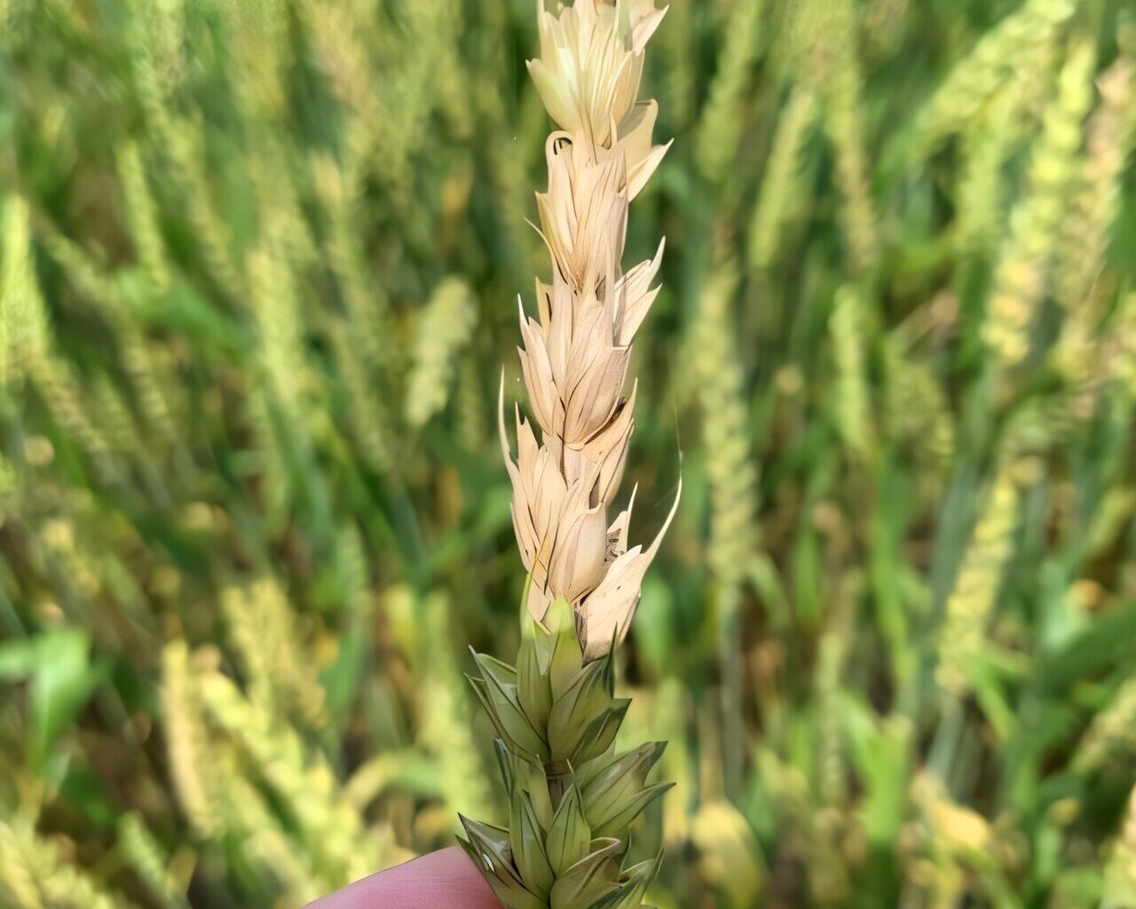Discovery may flip the genetic script on fungal threat in wheat
