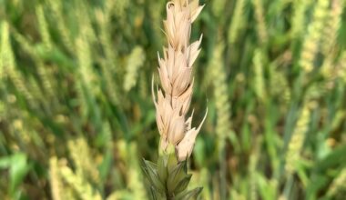 Discovery may flip the genetic script on fungal threat in wheat