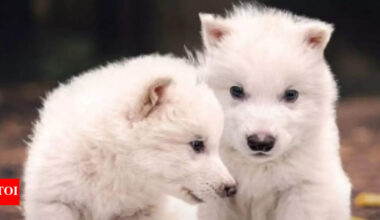Has the Dire Wolf really returned? Colossal scientist finally tells the truth