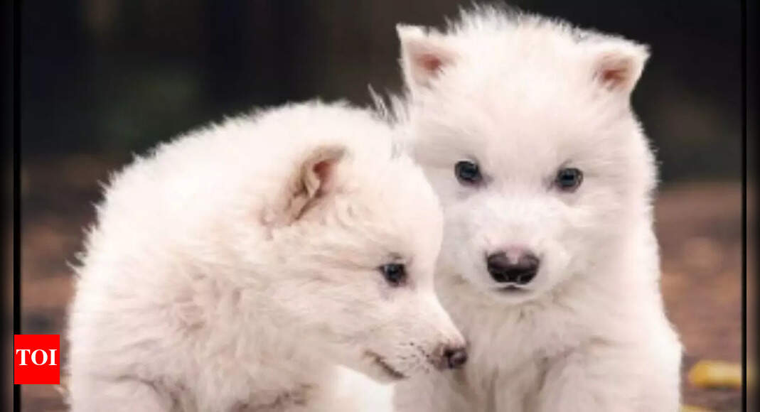 Has the Dire Wolf really returned? Colossal scientist finally tells the truth