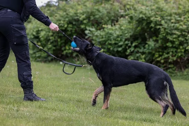 Police Dog Daisy