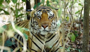 Genetic samples help in identifying tigers, mitigating conflict: Study