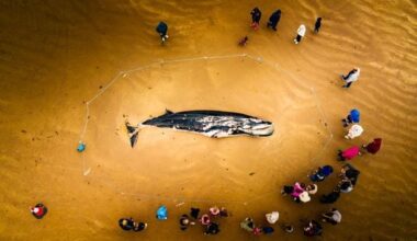 Portstewart: Whale carcass ‘likely’ to be removed as soon as possible from Co Londonderry beach