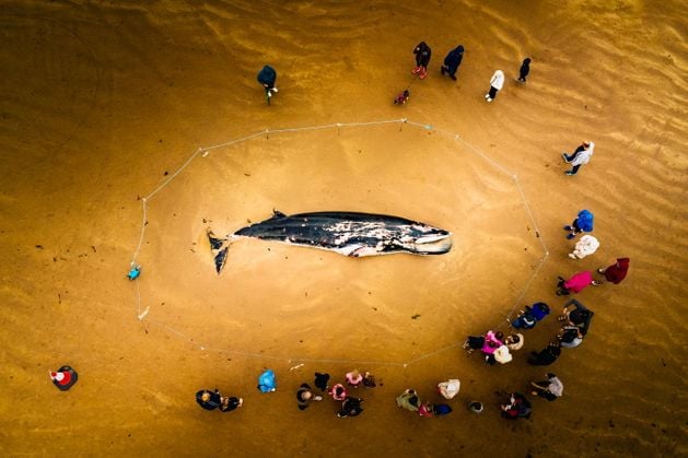 Portstewart: Whale carcass ‘likely’ to be removed as soon as possible from Co Londonderry beach