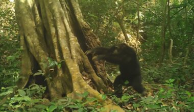 Five-year study suggests chimpanzees strike stones against trees as form of communication