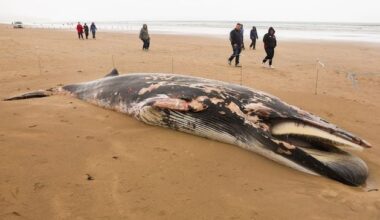 Portstewart Strand: Dead minke whale on north coast beach ‘removed and disposed of’, National Trust confirms