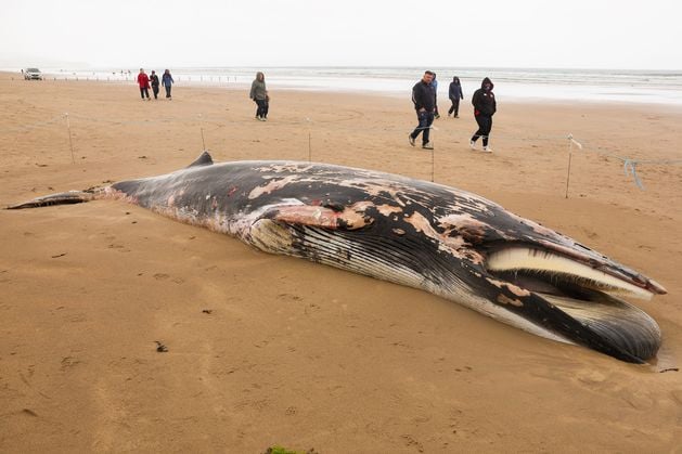 Portstewart Strand: Dead minke whale on north coast beach ‘removed and disposed of’, National Trust confirms
