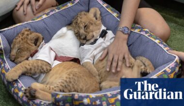 ‘People buy a lion and can’t handle it’: inside the farms breeding cubs for TikTok and Instagram likes | Illegal wildlife trade