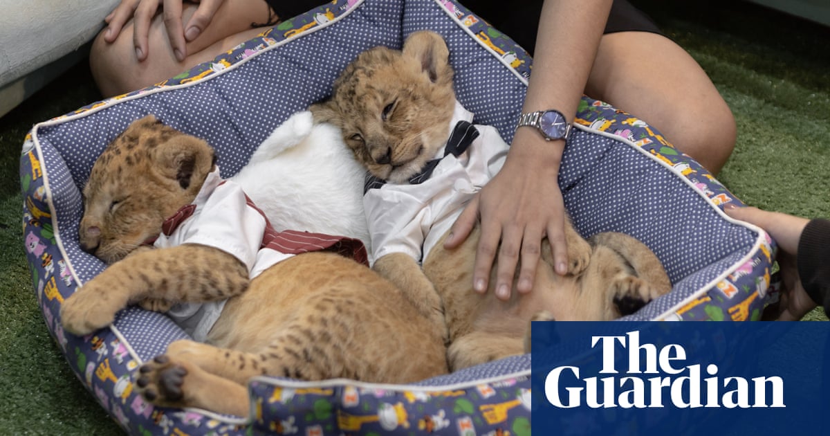 ‘People buy a lion and can’t handle it’: inside the farms breeding cubs for TikTok and Instagram likes | Illegal wildlife trade