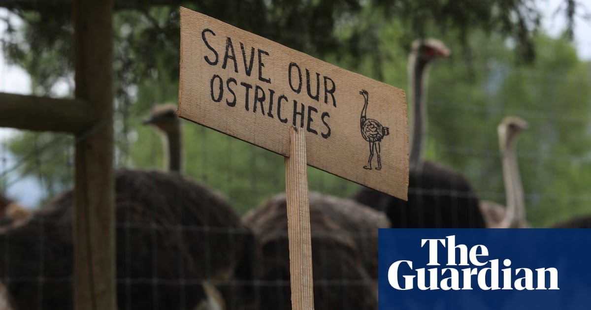 RFK Jr offers to save Canadian ostriches with suspected bird flu and move them to US | Trump administration