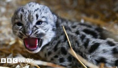 Endangered snow leopard cub born at Kent big cat sanctuary