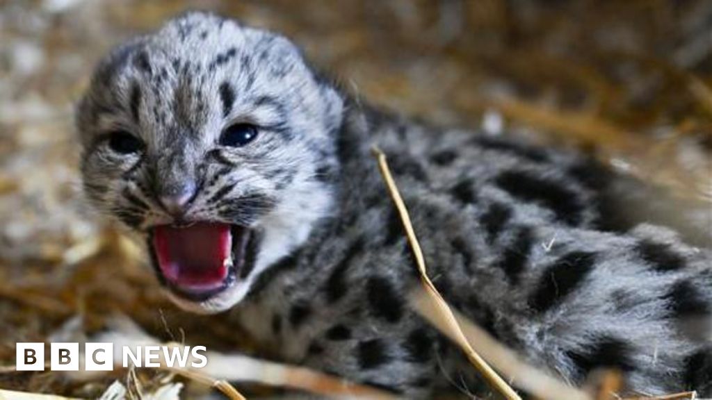 Endangered snow leopard cub born at Kent big cat sanctuary
