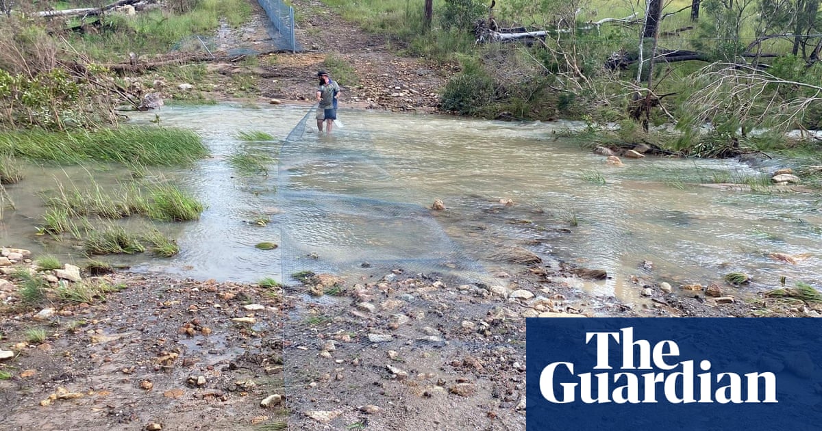 ‘A significant disaster’: extreme floods risk conservation efforts in outback Queensland | Rural Australia