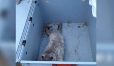 Orphaned Seal Pup Surprises Rescuers With What She's Hiding Under Her Fur