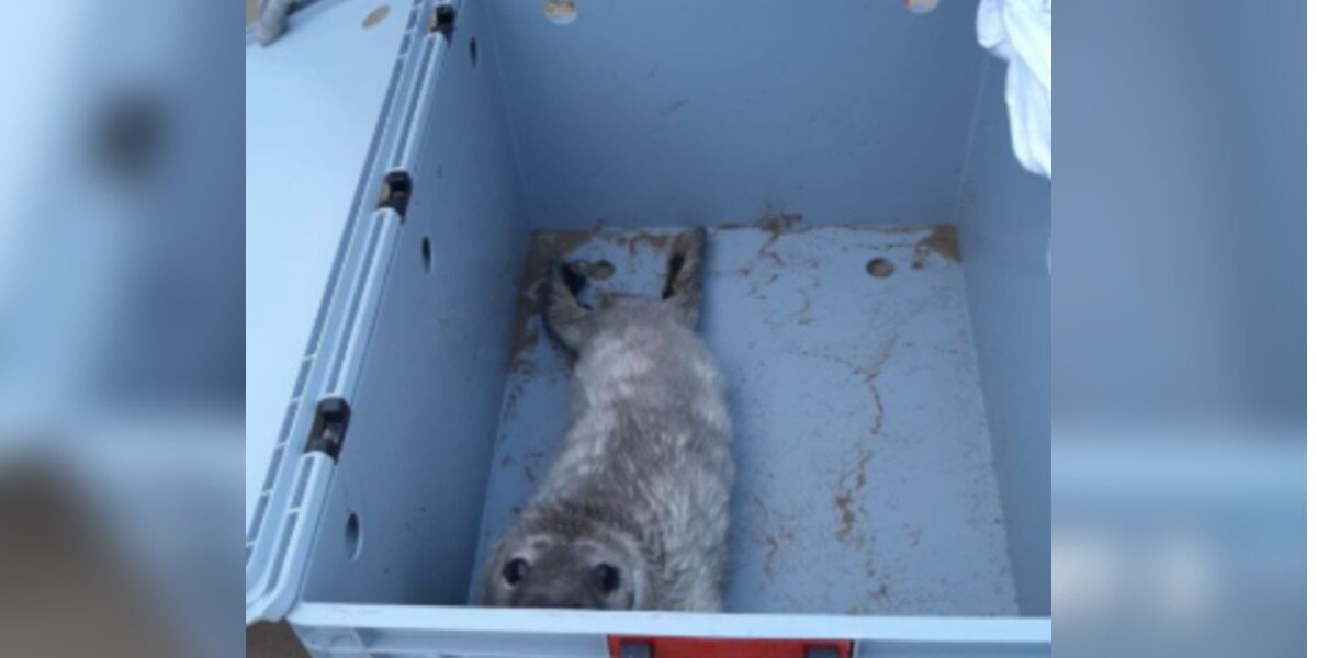 Orphaned Seal Pup Surprises Rescuers With What She's Hiding Under Her Fur