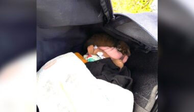 Mom Opens Diaper Bag And Finds Tiny Ball Of Fuzz Curled Up Inside