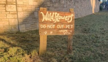 Popular wildflower meadow on verge of Belfast road cut down due to ‘road safety’ concerns