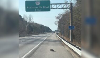 Furry Lump Saved From Highway Was Hiding An Adorable Secret