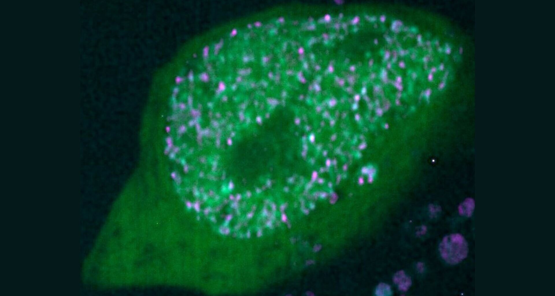 Olfactory neurons use unexpected 'solid' clusters to achieve genetic precision