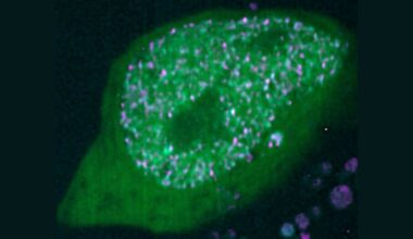 Olfactory neurons use unexpected 'solid' clusters to achieve genetic precision