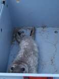 Orphaned Seal Pup Surprises Rescuers With What She's Hiding Under Her Fur