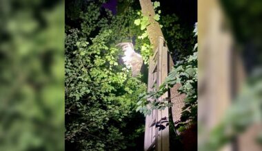 Majestic Animal Dangling From Tree Gets A Daring Midnight Rescue