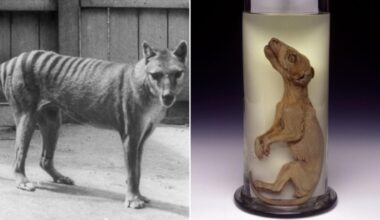 Tasmanian tiger: Melbourne scientists team up with US biotech company to bring animal back from extinction