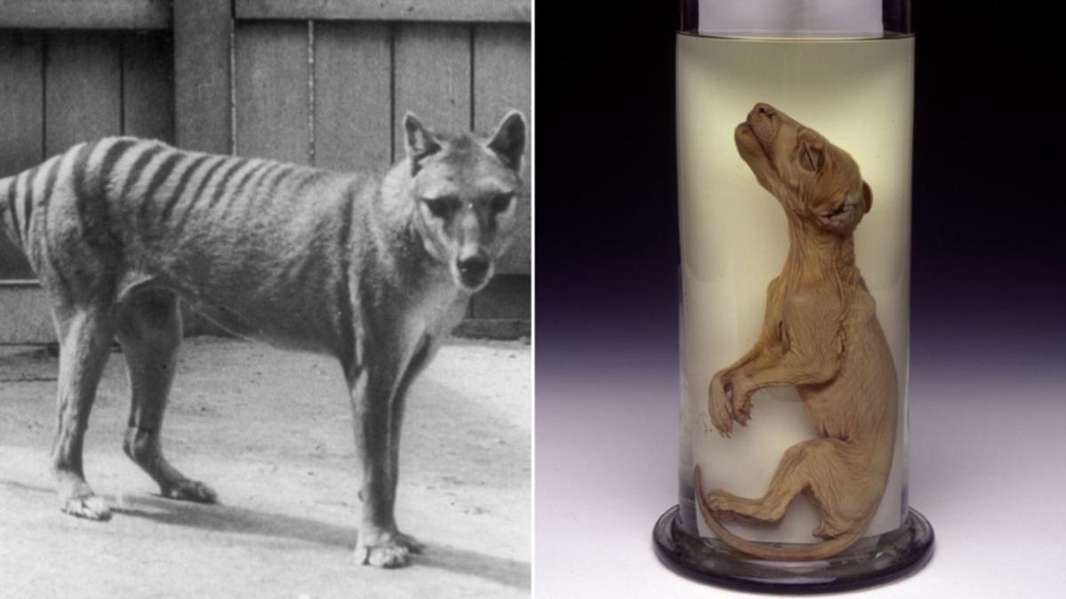 Tasmanian tiger: Melbourne scientists team up with US biotech company to bring animal back from extinction