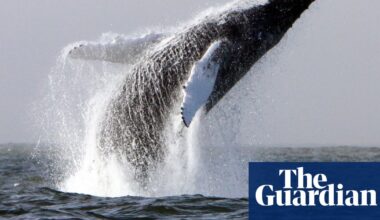 ‘Nothing left’: Irish whale-watching company closes amid ‘overfishing’ | Ireland