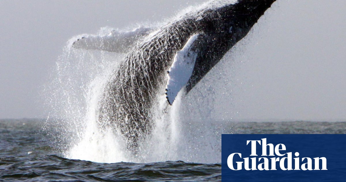 ‘Nothing left’: Irish whale-watching company closes amid ‘overfishing’ | Ireland