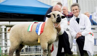 Pembrokeshire flock finds way to fill void left by Brexit