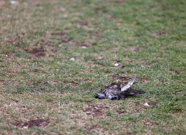 A dead pigeon in the middle of the gardens
