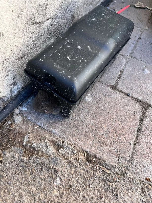 A rat in a trap in the family's back garden on Summerhill Road