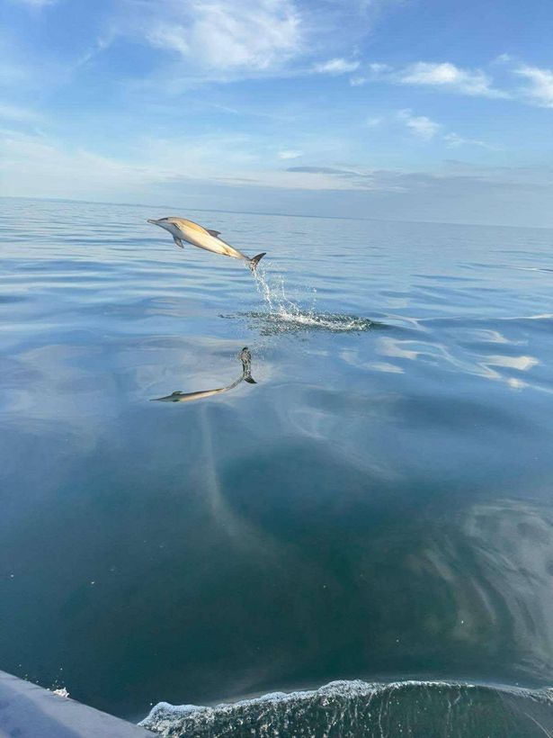 A dolphin flying out of the sea