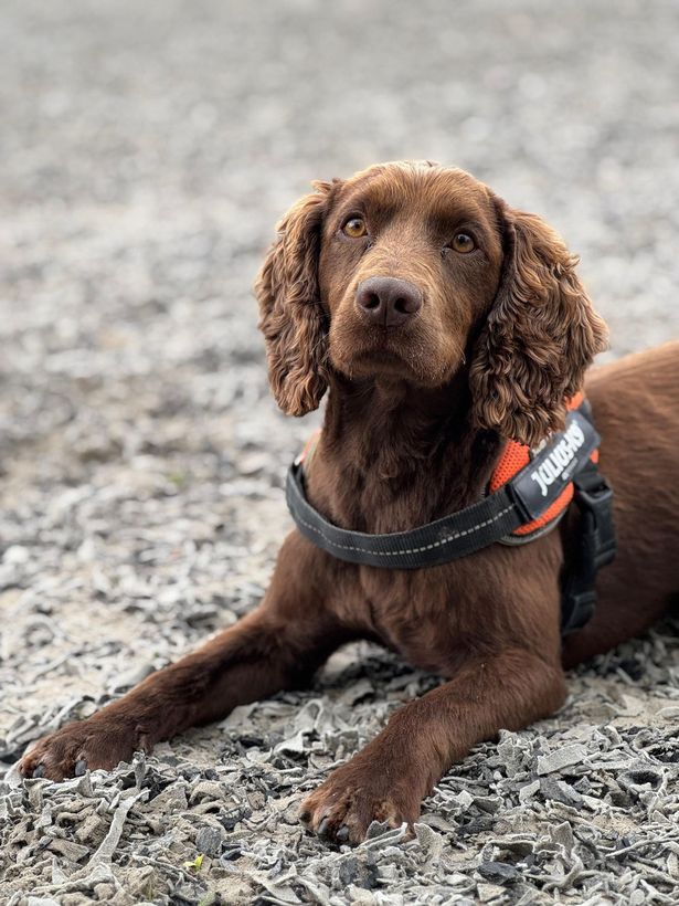 A brown spaniel wearing a black harness