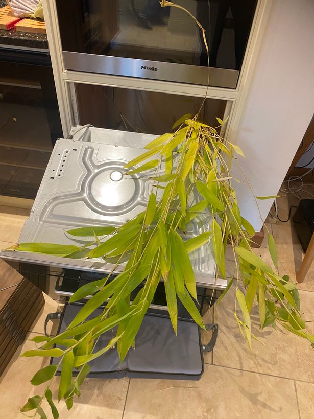 Bamboo growing from an oven 