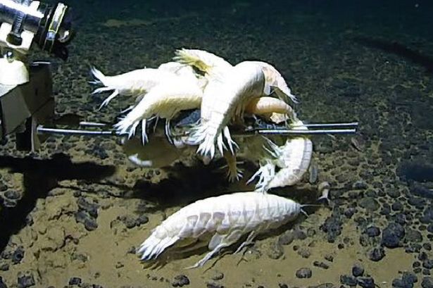 Aggregations of Alicella gigantea to bait at 6,500–6,700m from the Murray Fracture Zone, North Pacific. Scale: 20cm. Credit: Maroni et al 2025, Royal Society Open Science
