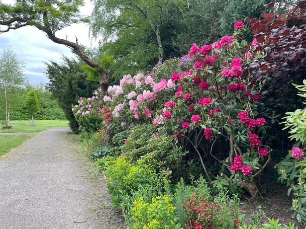 Spring blooms 