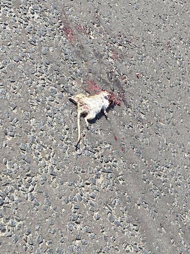 A rat on Summerhill Road, Drumchapel