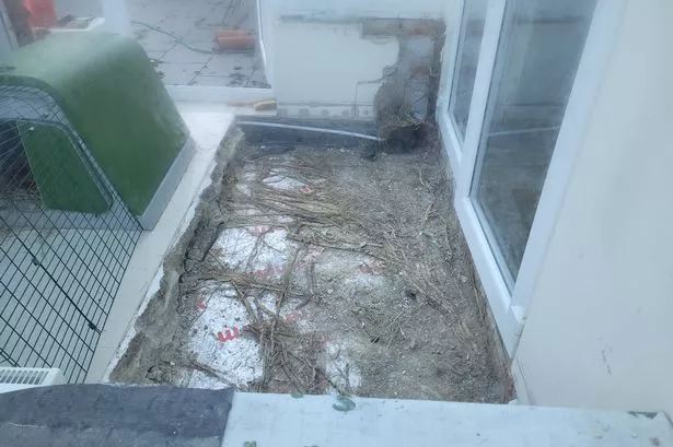 Bamboo growing under the floor in conservatory 