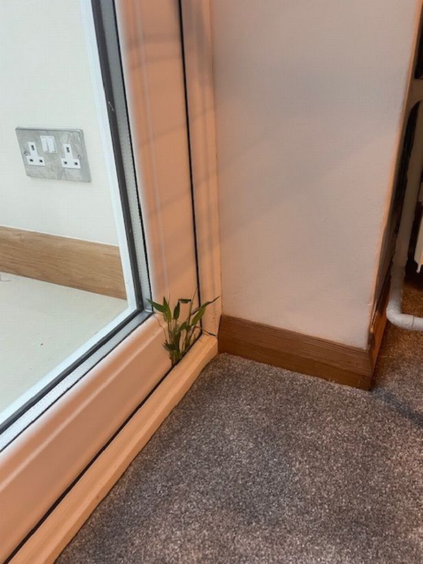 Bamboo leaves sprouting through conservatory door