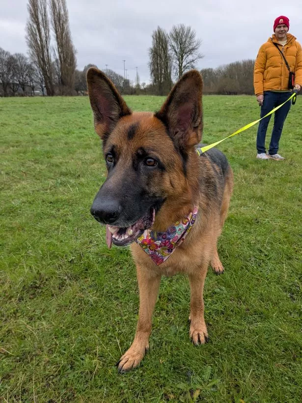 Rescue dog Oscar and his owner Harry Daniels  