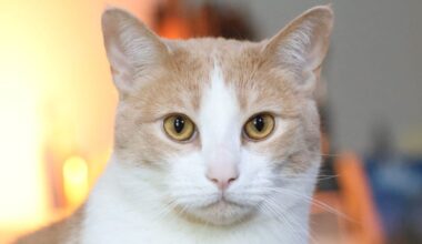 Orange Cats Were a Genetic Mystery. Scientists Have Finally Solved It.