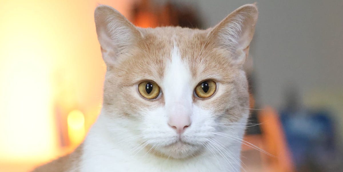 Orange Cats Were a Genetic Mystery. Scientists Have Finally Solved It.